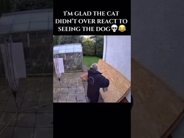 Nah this poor Doggyo like what did I do mane