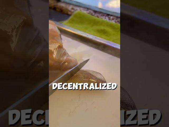 Raw squid explained