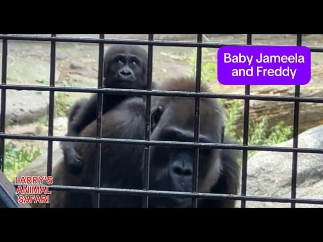 Baby Gorilla - Jameela #30 and Kayembe       #gorillas