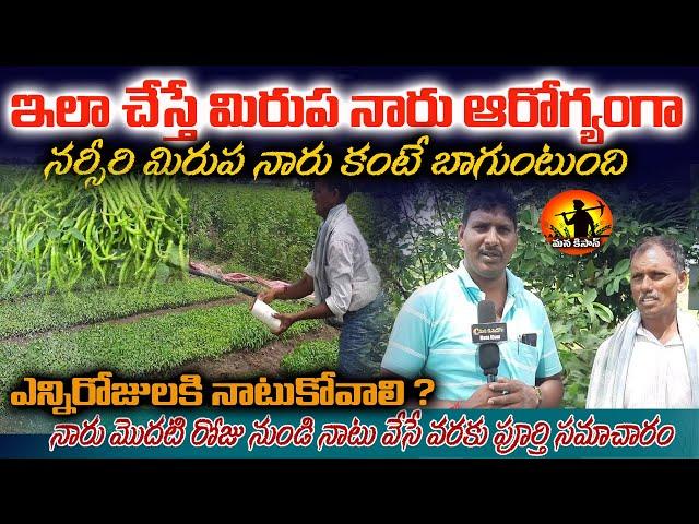 మిరప నారు పోసుకునే విధానం |Mirupa Naru Pempakam | Mirchi Naru |  Chilli Naru Pempakam |Mana Kisan Tv