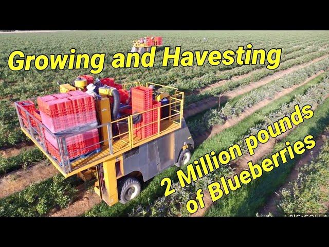 Blueberry farming: Harvesting 2 million pounds a year.