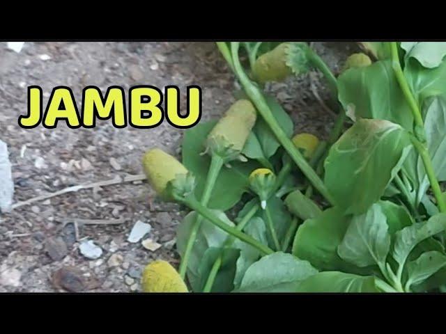 Plantando JAMBU Primeira PLANTA da Minha HORTA | Dormência e Refrescante