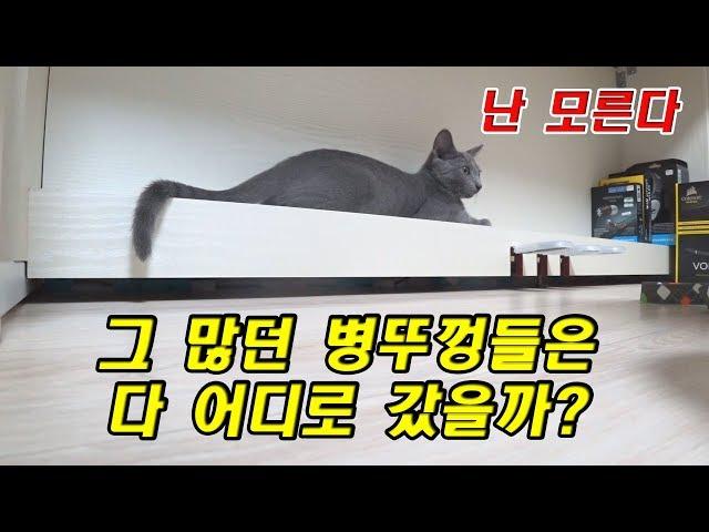 고양이 집사라면 이 영상을 반드시 좋아합니다.