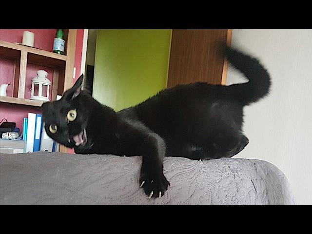 Funny Cats Videos 2024  Funny Cat Videos − Funny Cats