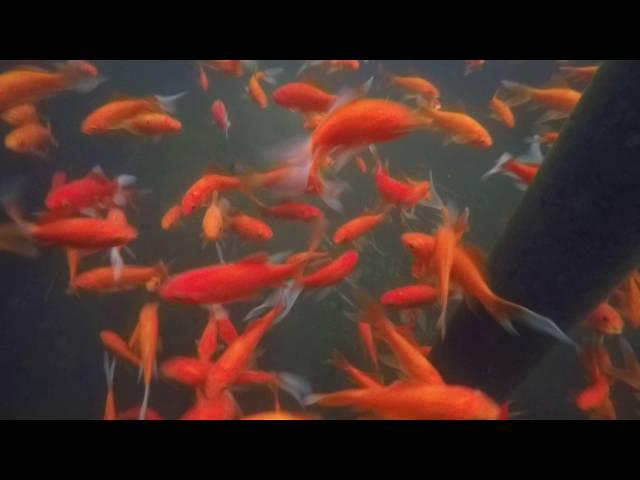 Berry Ring Aquatics - Red Comets