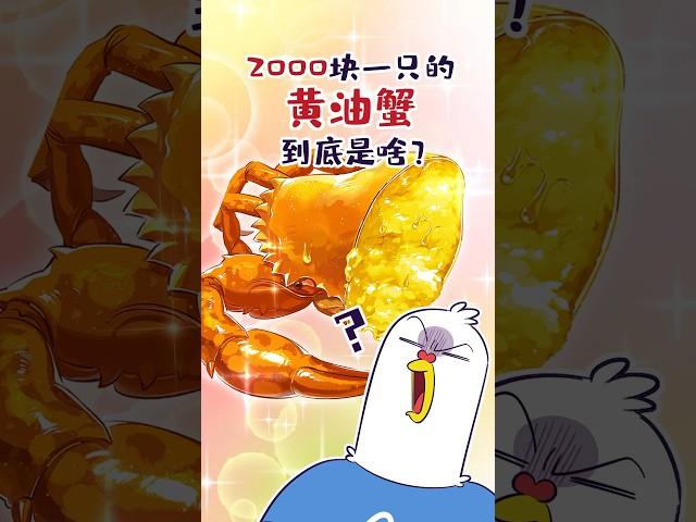 【小魔】2000块一只的黄油蟹，到底是啥？#shorts