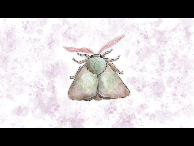 music for bugs - moth