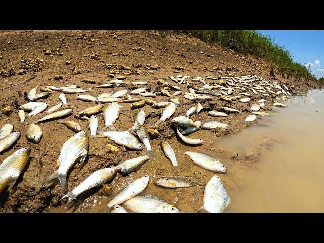 wow a fisherman catch catfish by hand skill