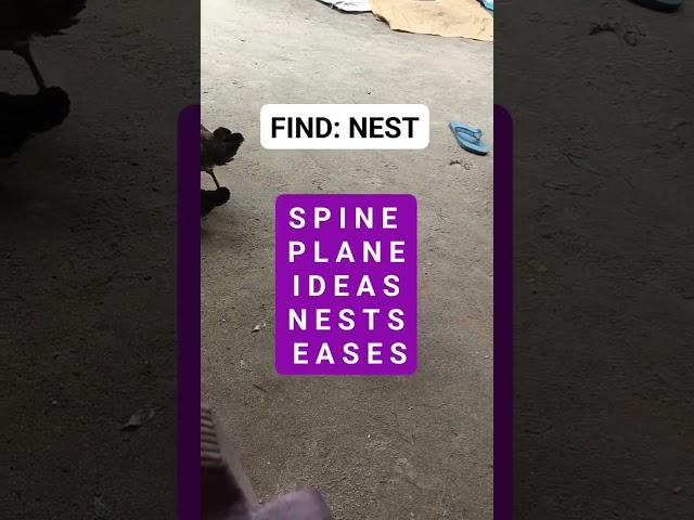 Find : NEST #brainteasers #search #puzzle #reels #find