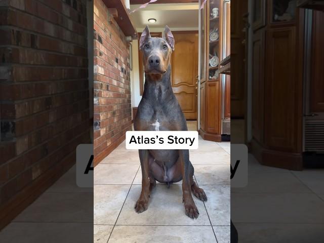 Atlas has been ADOPTED!!  #rescuedogs #dogsofyoutube #fosterdog #doberman #dobermanpinschers