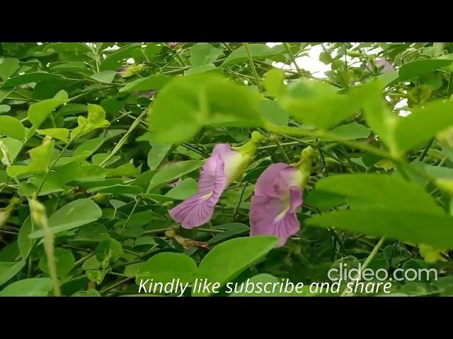 Shankupushpam Bluebellvine blue pea butterfly pea