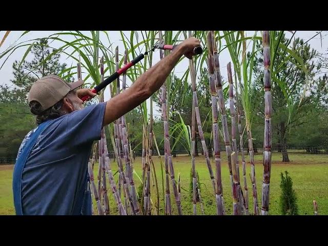 Topping the Cane!