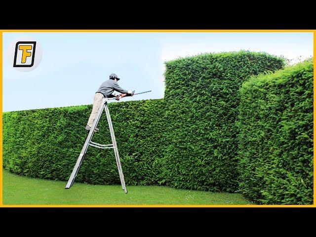  OVERGROWN Hedges Are Cut Like CHEESE - Satisfying Hedge Trimming , Lawn Care & Grass Cutting