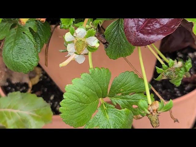 Remove premature strawberry flowers and berries!