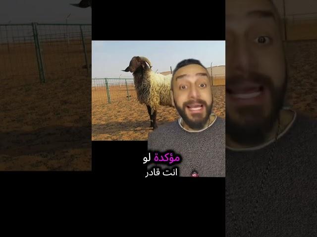 المغرب تمنع الاضحية في عيد الاضحى #ملك_المزاج #تعالى #المغرب #عيد_الاضحى #خروف_العيد