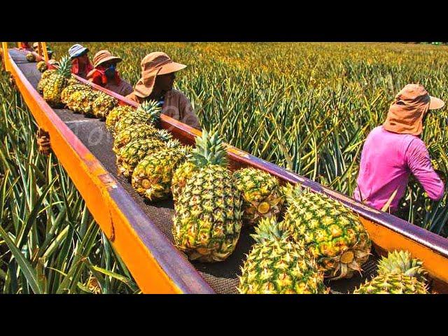 How American Farmers Pick Millions Of Pineapples - Pineapple Harvesting