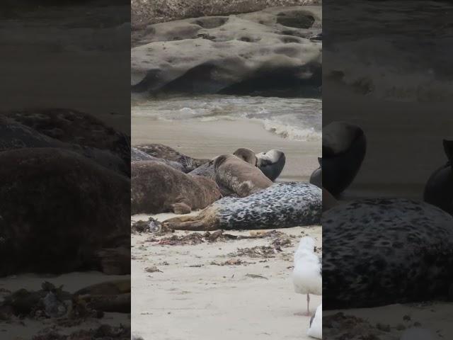 Seal Making a Break for it!