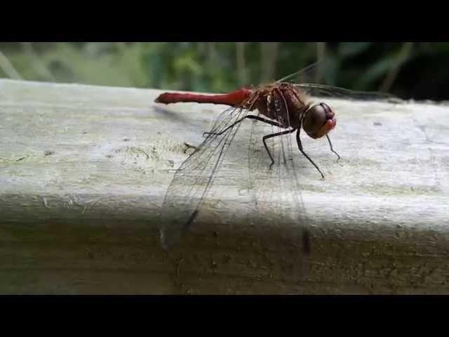 ruddy darter