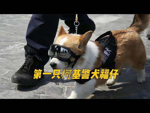 山东对编制的执念有多强？柯基警犬福仔凭真本事考编！