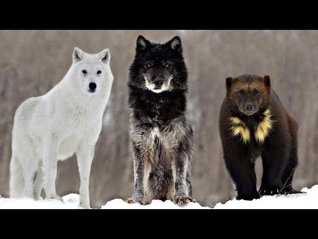 These Are 10 Alaskan Wilderness Animals