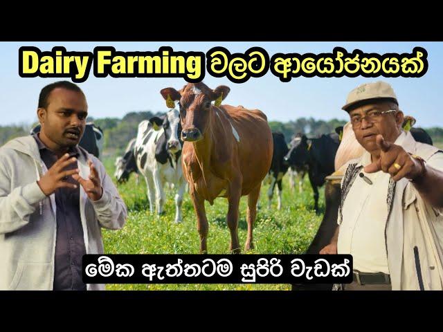 Dairy Farming වලට ආයෝජනයක් සමග ඔබට ඉහළ ප්‍රතිලාභ/#dairyfarming #livestock #dairyfarmer