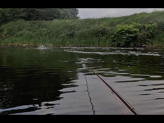 Salmon fishing on the River Tweed at Ladykirk June 2024