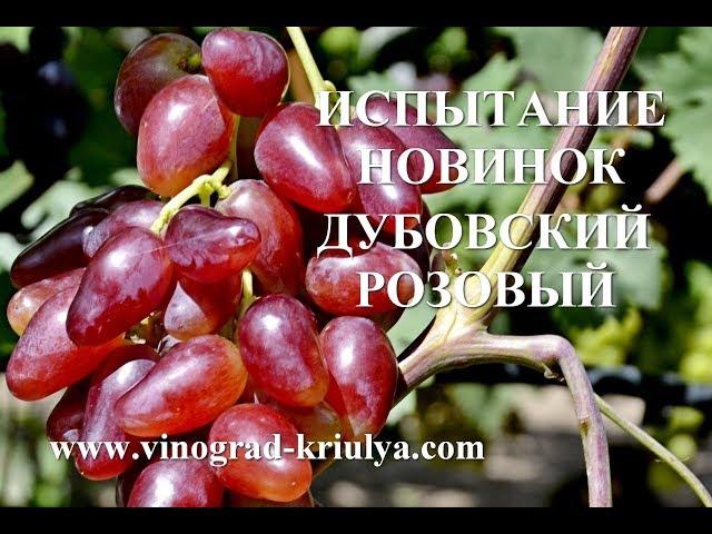 Виноград Дубовский розовый. Второе плодоношение привитого куста. www.vinograd-kriulya.com