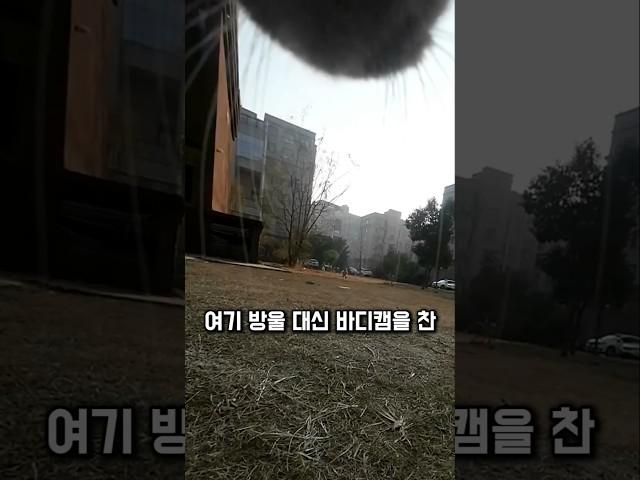 길냥이의 하루, 이 정도일 줄은 몰랐습니다