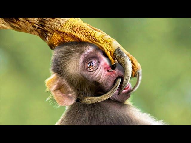 ভয়ঙ্কর পাখিদের মারাত্মক আক্রমণ | Top deadliest bird attacks | Odvut Knowledge