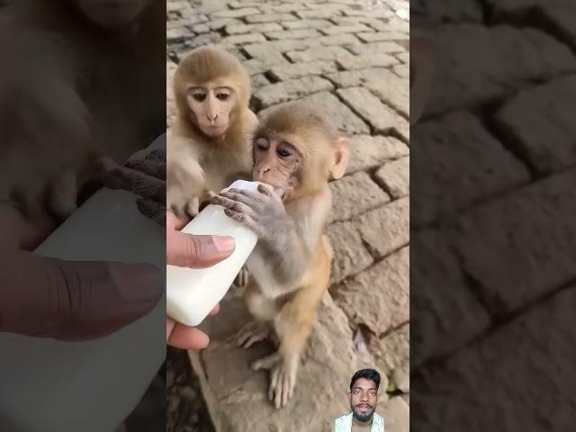 #funny #bandar #cute #monckey #cartoon #animation #mongkey #mankey #saurabhkumar #monkey