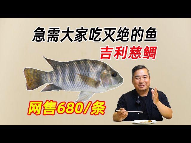 网售680的吉利慈鲷，罗非鱼中的破坏之王，急需大家把它吃灭绝