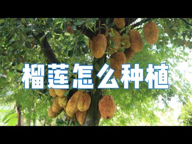 生活百科：榴莲怎样种植？