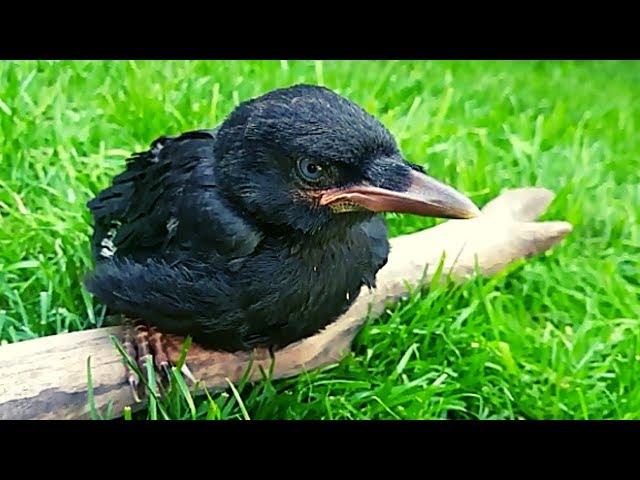 Pet crow Growing Up!