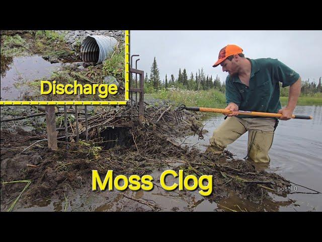 Unclogging Culvert Filled With Mud And Moss To Return Flow