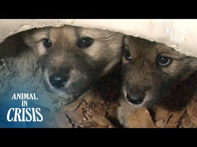 Puppy Siblings Stuck Inside A Drainage Pipe Keep Each Other Alive | Animal in Crisis EP84