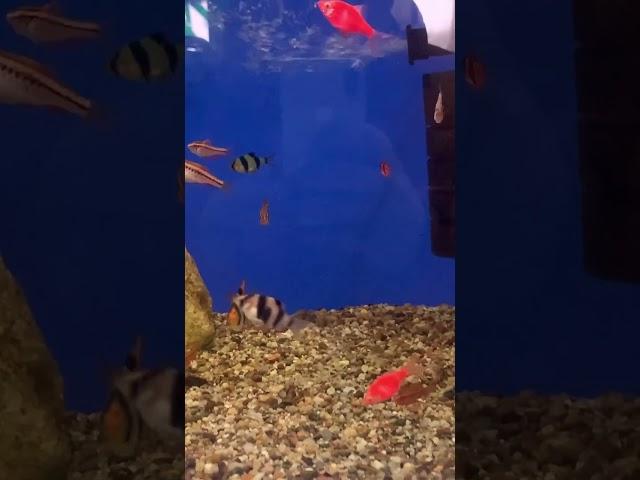 aquarium