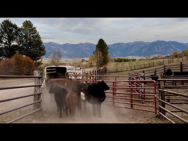 It’s Time For The Cows To Start Coming Home!