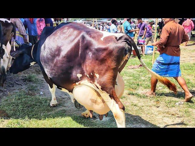 Biggest milk cow in the world 2021 | Highest milk producing cow in india | Biggest milk cow