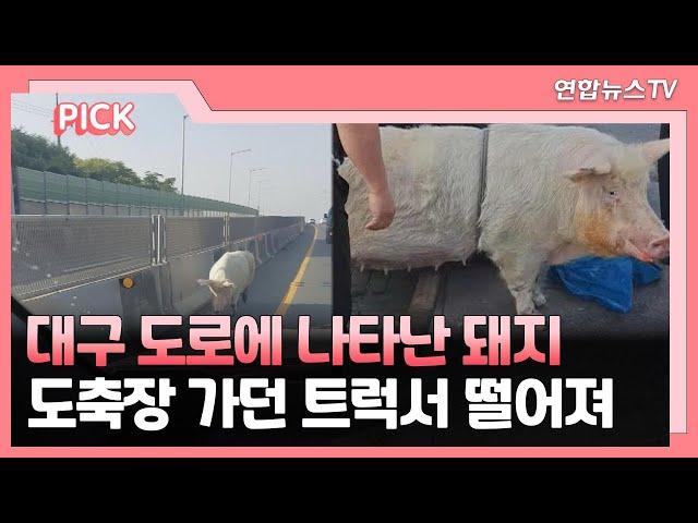 [핫클릭] 대구 도로에 나타난 돼지…도축장 가던 트럭서 떨어져 外 / 연합뉴스TV (YonhapnewsTV)