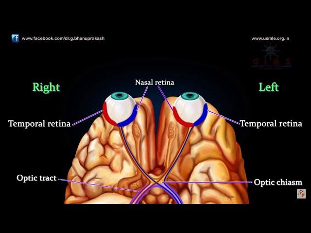 VISUAL PATHWAY ANIMATED - Animated anatomy lectures USMLE Step 1