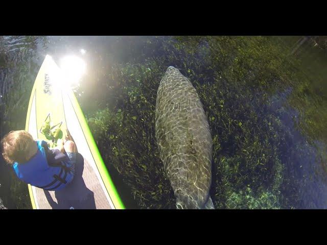 Silver Springs Paddle Board