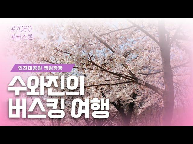 [수와진의 버스킹 여행] 인천대공원 벚꽃 축제 마지막 날 공연입니다~#인천대공원 #벚꽃축제  16일차(25.4.27)