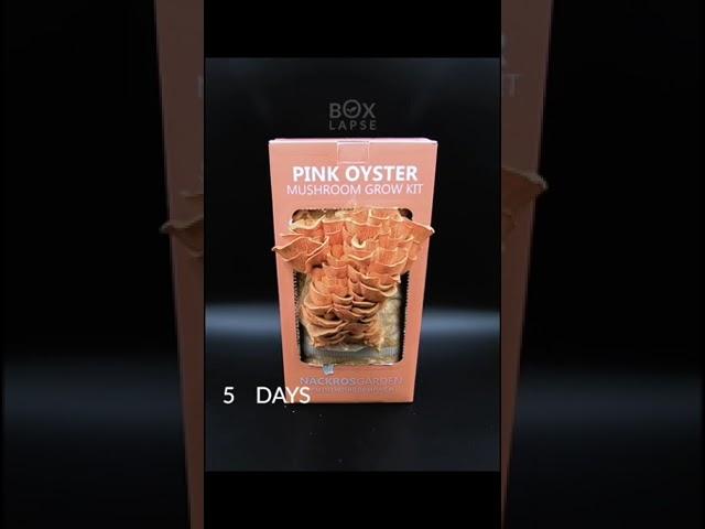 Boxlapse  Pink oyster mushroom grow kit from @nackrosgarden  #mygrowth #timelapse #boxlapse #