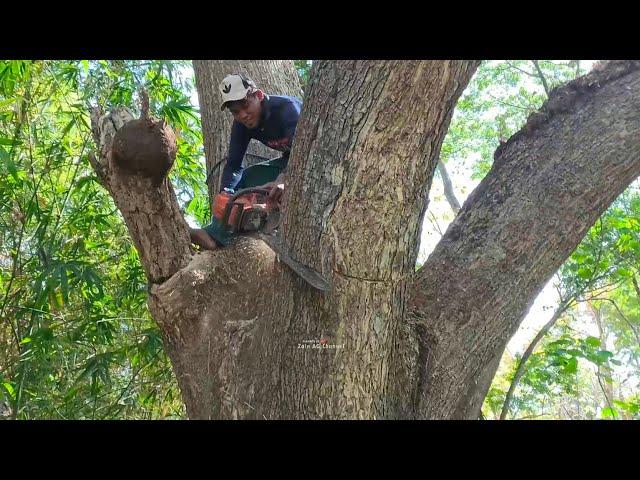 Dangerous.. ‼️ cut rain trees on the river bank