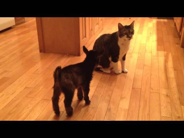 Baby Goat Tries to Headbutt Cat