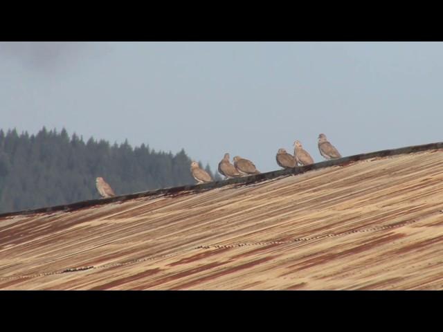 Eurasian Collared Dove sounds