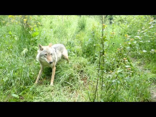 Meet Our Wolves: Anja | WWUK