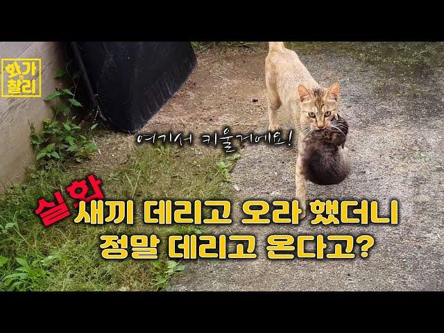 길고양이에게 새끼 데리고 오라 했더니? 정말 데리고 와? /Did you tell the stray cat to bring the kitten? do you really bring