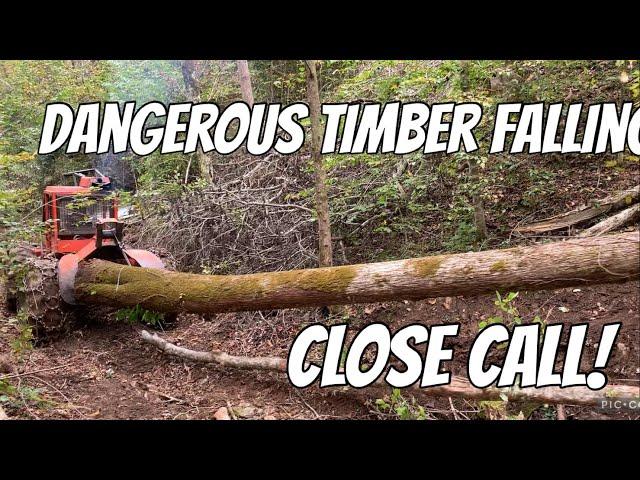 Very Dangerous Drop On Massive Tree | Backwoods TN