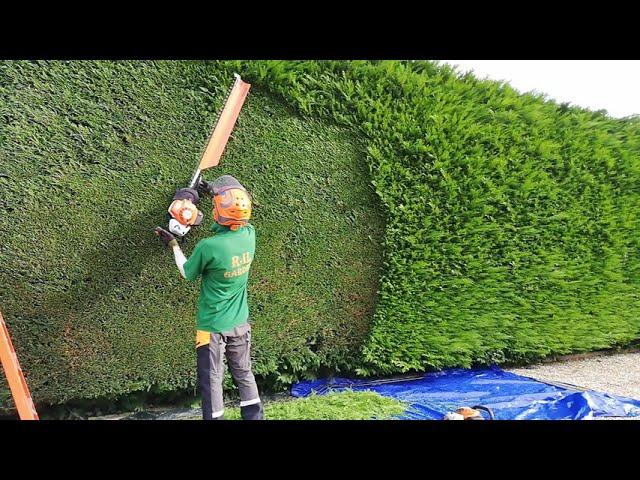 Trimming A Large Conifer / Leylandii Hedge